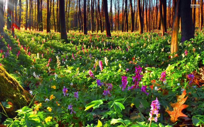 Flower Woods Flowers-in-forest-1