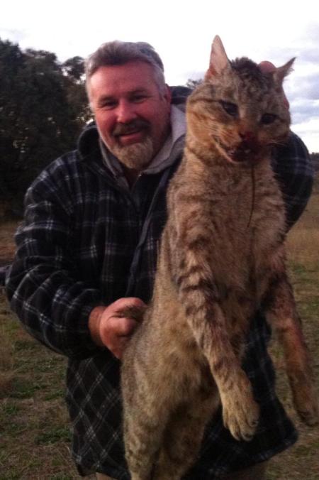 If Stray Cats At The Same Size With Stray Dogs Page 1 Carnivora