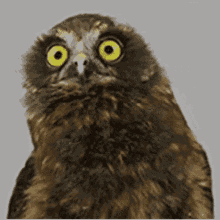 owl-bob-owl.gif
