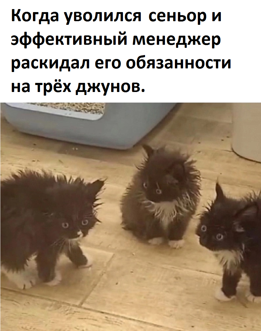 1701662358184238640.png?format=webp&qual