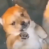 fFXDF71.gif