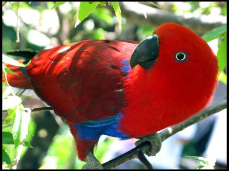 Los niños de Kaito 1. Paprika (Lorogyojin) A corregir. Eclectus_parrot_by_haydskies