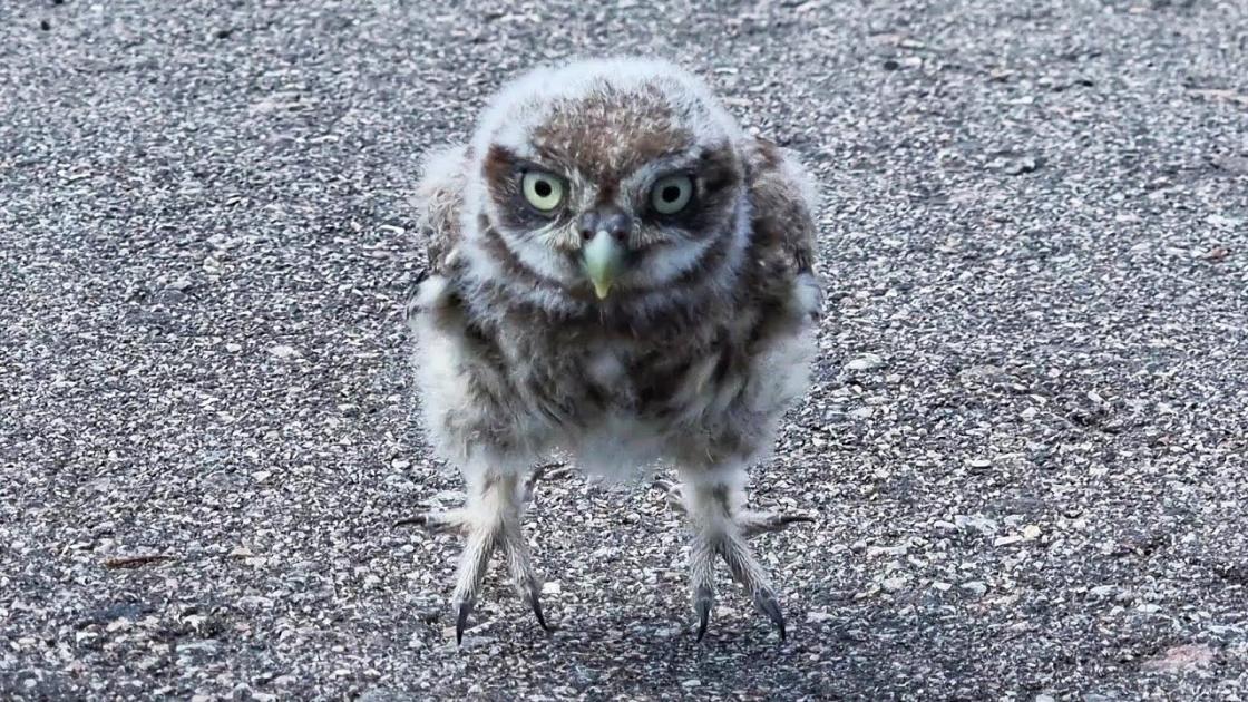 maxresdefault.jpg?width=1120&height=630